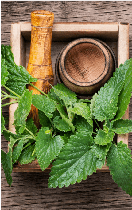Mortar and pestle with fresh herbs